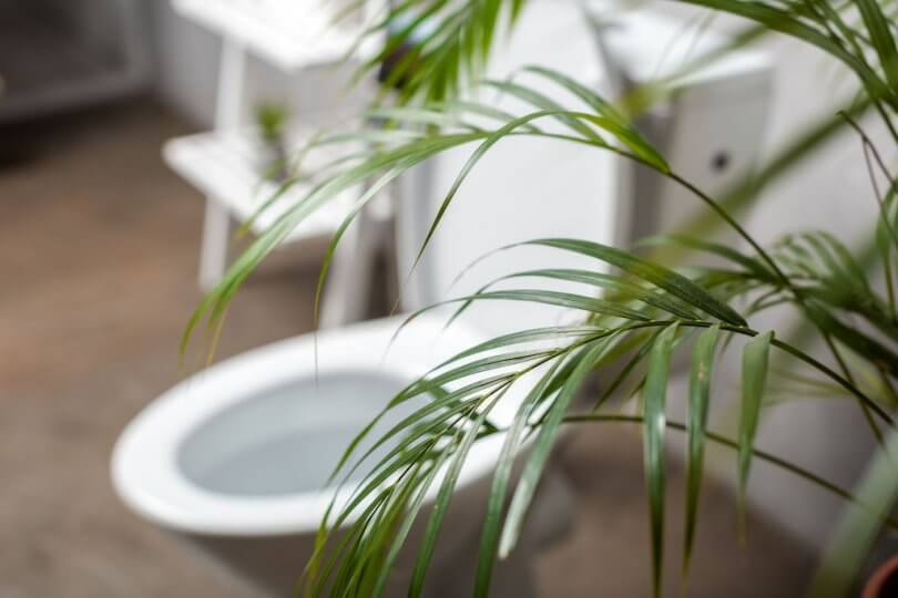toilettes