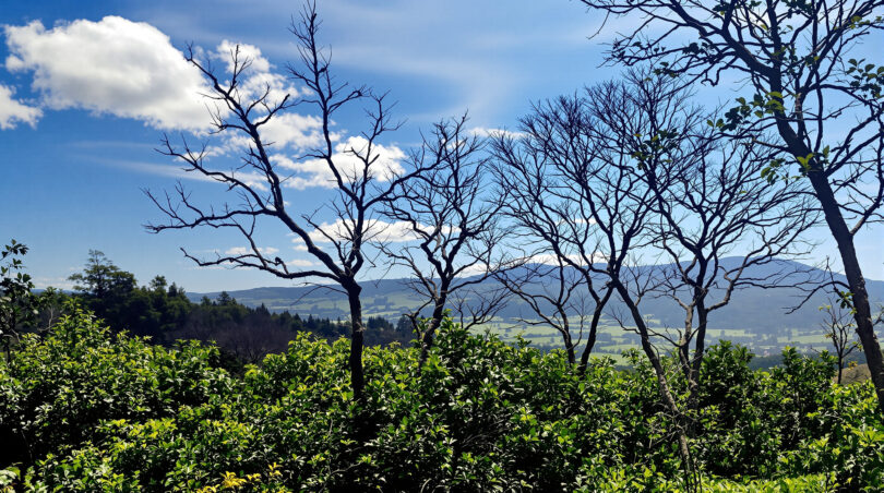 découvrez notre sélection des meilleures cafetières à grain compactes, parfaites pour optimiser l'espace dans les petites cuisines tout en savourant un café fraîchement moulu.