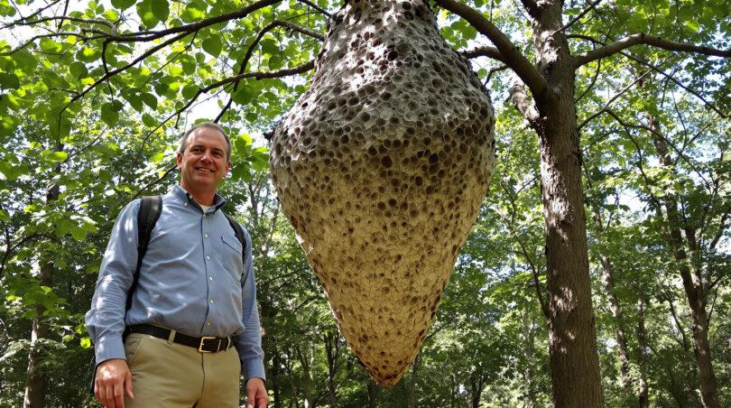 découvrez comment identifier un nid de frelon asiatique et les contacts à appeler pour assurer son élimination en toute sécurité.