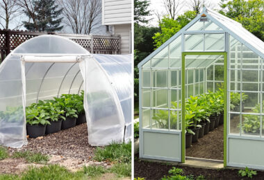 découvrez les avantages des serres de jardin tunnel et en verre pour protéger efficacement vos semis précoces et favoriser leur croissance dès les premiers jours.